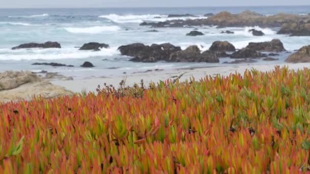 캘리포니아 몬테레이에서 17 마일거리야. 바위투성이의 해양 해안, 파도. 수초 — 비디오