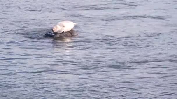 Divoké skvrny srsti tuleň spánek na skále, pacifický přístav lev odpočívá. California — Stock video