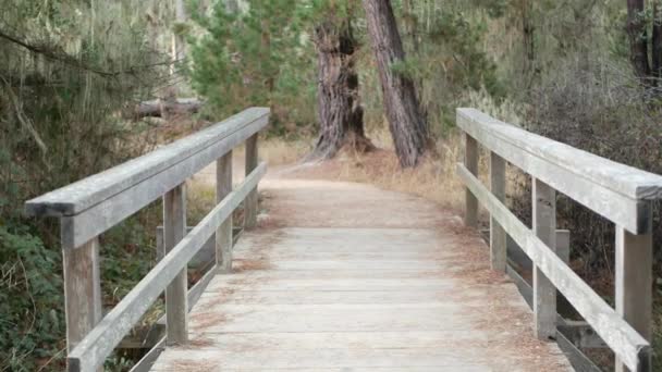 Ścieżka w lesie lub gaju. Sosna, koronkowy mech porostów wiszący. Most drewniany — Wideo stockowe