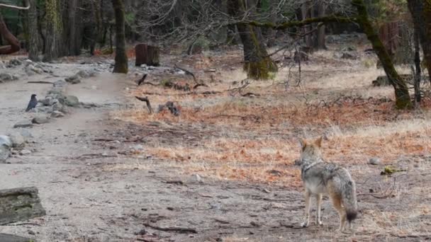 Animales lobo salvaje, coyote o coywolf, vida silvestre del bosque de Yosemite, fauna de California — Vídeos de Stock