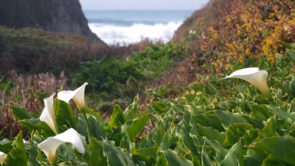 Calla lily valley, Garrapata beach, Big Sur white flower, California ocean coast — Vídeos de Stock