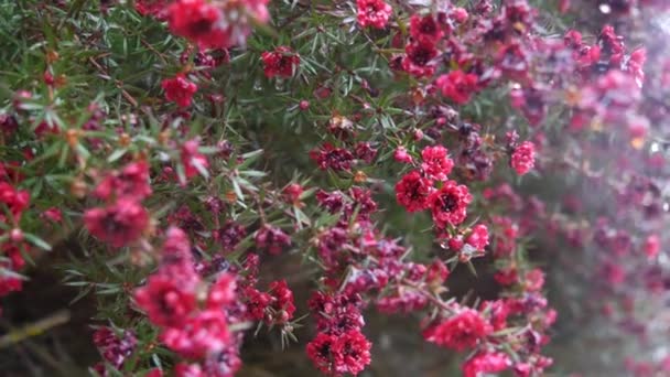 Árbol de té o flor de mirto, leptospermum o flor de manuka, brillo rubí o damasco rojo — Vídeos de Stock