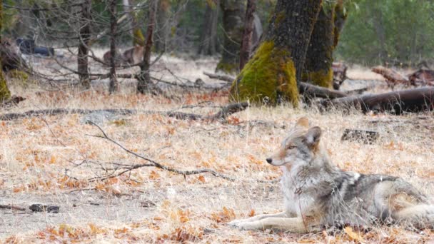 Vahşi kurt, çakal ya da çakal, Yosemite orman yaban hayatı, Kaliforniya faunası — Stok video