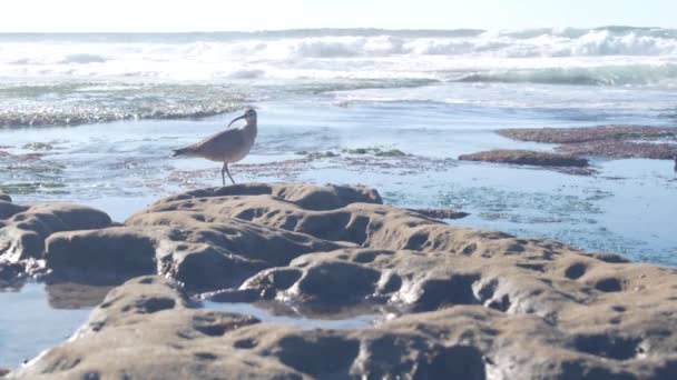 Whimbrel pták v přílivu, divoký vlnitý břeh pták v přílivu, pobřeží Kalifornie. — Stock video