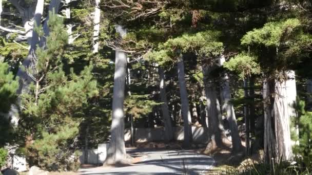 Scenisk 16-mils bilresa, Monterey, Kalifornien. Road resa genom cypress träd skog. — Stockvideo