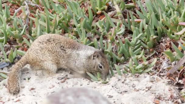 Ardilla de tierra de California, animal roedor en arena de playa, plantas de hielo suculentas. — Vídeos de Stock