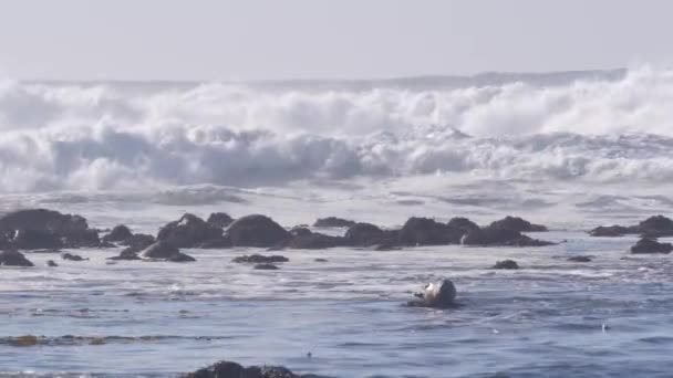 Tichý přístav spatřen tuleň, mořský lev odpočívá na skále. Kalifornská divoká zvěř. — Stock video