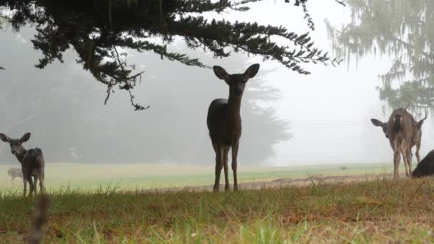 Wild young fawn deer, family grazing, cypress tree in foggy forest. California. — Stock Video