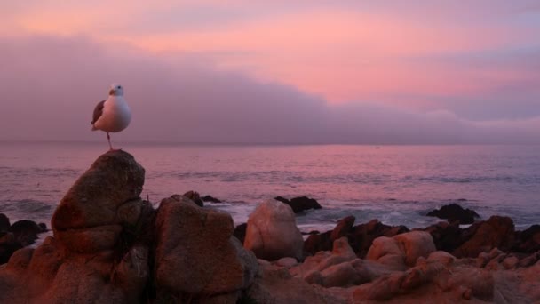 Skalnatá skalnatá pláž, Monterey, růžová obloha při západu slunce, pobřeží Kalifornie. Racek. — Stock video
