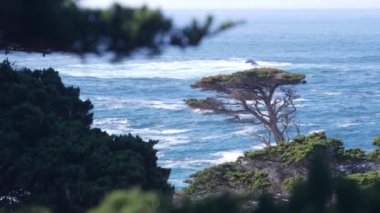 Kozalaklı çam ağacı, selvi ormanı ya da koruluk. Monterey, Kaliforniya Okyanus Kıyısı.