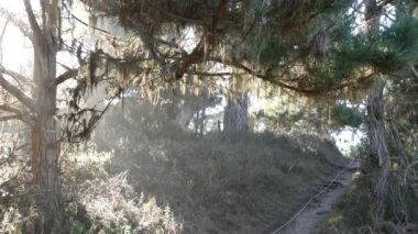 Ormanda ya da ormanda yol, korulukta yol. Kozalaklı çam ağacı. Kaliforniya