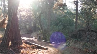 Ormanda ya da ormanda yol, korulukta yol. Kozalaklı çam ağacı. Kaliforniya