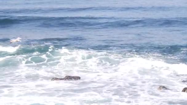 Pelikáni létají vzduchem, oceánské vlny. Pelecanus let, vodní hladina. — Stock video