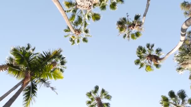 Palmiers dans la rue près de Los Angeles, côte californienne, plage vacances d'été. — Video