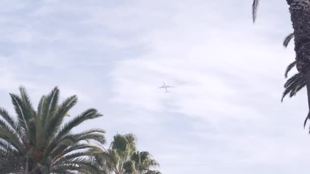 Avion volant dans le ciel, palmiers tropicaux à Los Angeles, Californie. Voyage États-Unis. — Video