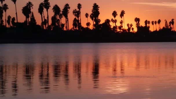 多くのヤシの木のシルエットの反射、日没の海のビーチ、カリフォルニア海岸USA — ストック動画
