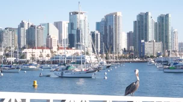 Iate na marina, skyline da baixa da cidade, paisagem urbana de San Diego, Califórnia. Pelicano — Vídeo de Stock