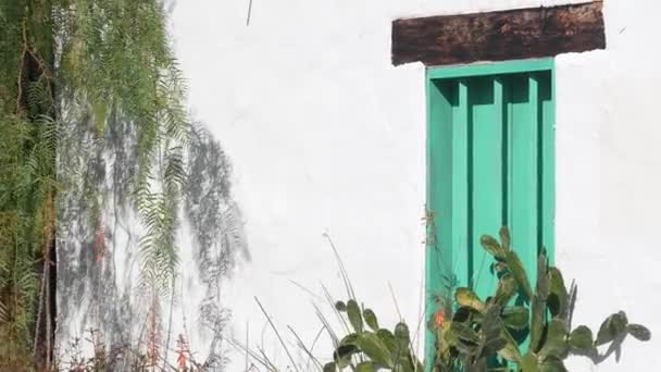 Sukkulente Pflanze, Kaktus an weißer Wand mit grünem Holzfenster, mexikanischer Garten. — Stockvideo