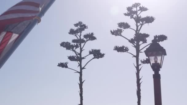 Agave kaktus blomma, vilda västern lykta och amerikansk flagga, västra Kalifornien USA — Stockvideo