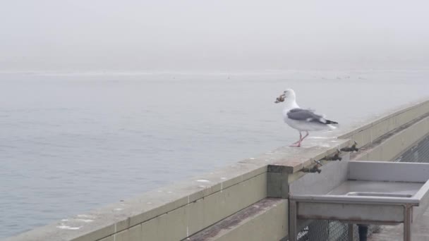 Zeemeeuw vogel eten van vis door het water, Ocean Beach pier, mistige Californische kust, Verenigde Staten — Stockvideo