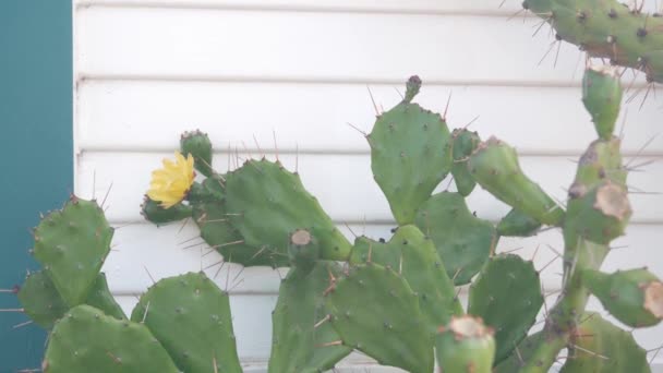 Deserto cacto flor, parede branca, casa de madeira. Jardim mexicano, flora da Califórnia — Vídeo de Stock