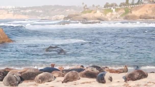 Wild spotted fur seal rookery, pacific harbor sea lion resting, California beach — Stock Video