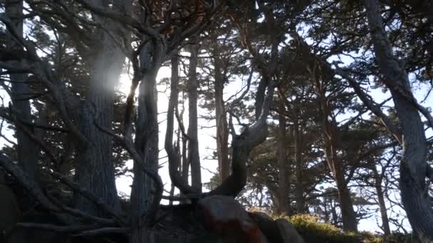 Verdrehte knorrige Bäume im Wald. Mystisches trockenes Holz, Kiefernzypressenhain im Moos. — Stockvideo