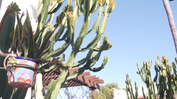 Sansevieria pianta in vaso di fiori, cactus succulento e cielo blu. Giardino messicano. — Video Stock