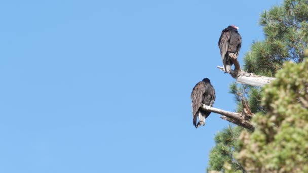 Kalkoen gier, aasgier buizerd vogels wachten op de jacht. California wildlife USA — Stockvideo