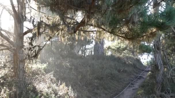 Chemin en forêt ou en bois, sentier en bosquet. Cyprès de pin résineux. Californie — Video