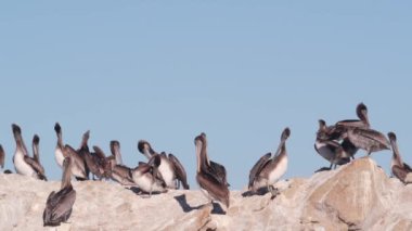 Kaya üzerinde kahverengi pelikan sürüsü, mavi gökyüzü, Point Lobos vahşi yaşam, California kuşları