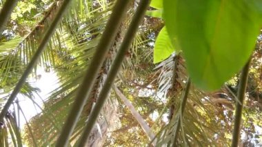 Tropik orman ormanlarının yemyeşil yaprakları ya da egzotik Amazon yağmur ormanları, palmiye ağaçları..