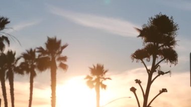 Colibri kuş uçuşu, menekşe sinekkuşu, agave çiçek silueti, California.
