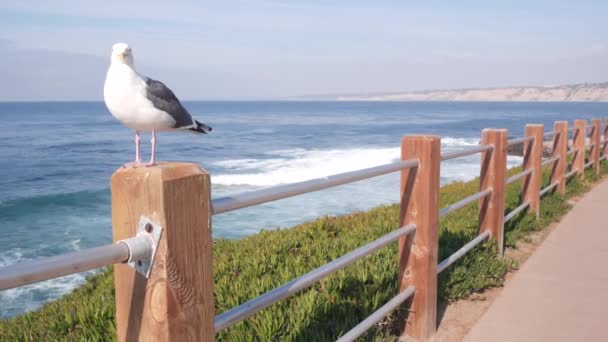 Ondas oceânicas na praia, superfície da água do mar, Califórnia EUA. Pássaro-gaivota no corrimão — Vídeo de Stock