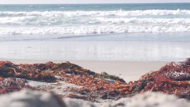 Große Meereswellen krachen, Seetang am Strand, Pazifikküste Kaliforniens, USA. — Stockvideo