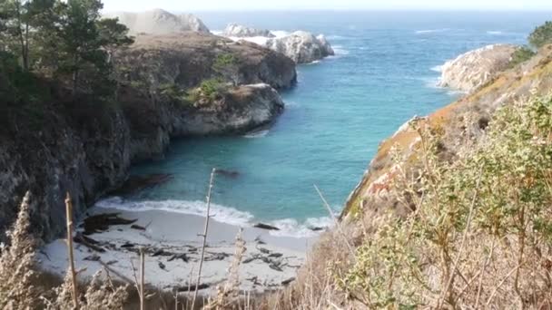 Vild fläckig pälssäl rookery, fridfull hamn sjölejon vilar, Kalifornien stranden — Stockvideo