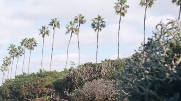 Řada palem na ulici v blízkosti Los Angeles, Kalifornské pobřeží, dovolená na pláži. — Stock video