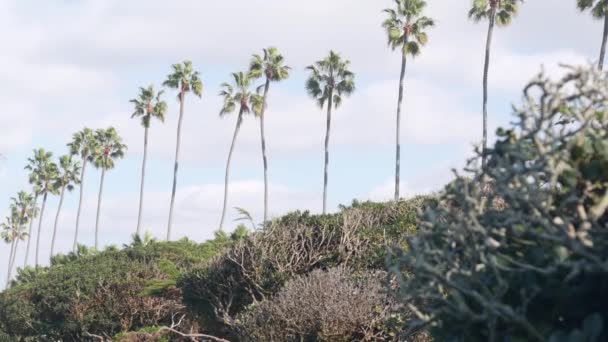 Fila de palmeras en la calle cerca de Los Ángeles, costa de California, vacaciones en la playa. — Vídeo de stock