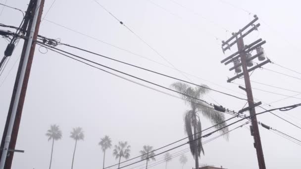 Palme nella nebbia sulla strada della città, nebbia nebbiosa e linea elettrica, California — Video Stock