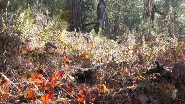 Sous-bois de forêt ensoleillé, feuilles à la lumière du soleil. Soleil du matin dans le bosquet ou les bois. — Video