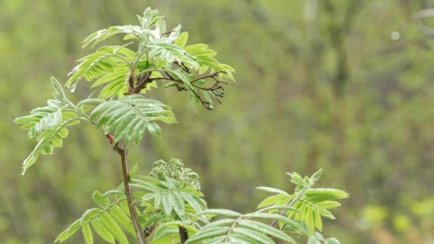 Krople deszczu na wilgotne liście w wiosennym lesie. Kropelki na mokrych zielonych liściach — Wideo stockowe