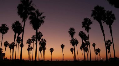 Siluetler palmiye ağaçları ve insanlar günbatımında sahilde yürür, Kaliforniya kıyıları, ABD