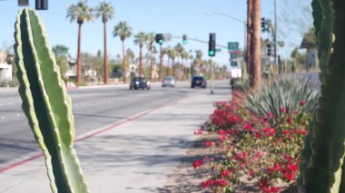 Palmiye ağaçları, çiçekler ve kaktüs, Palm Springs şehir sokağı, California yol gezisi.