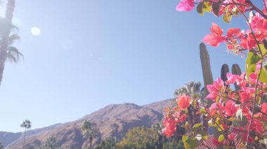 Palmiye ağacı, begonvil çiçeği çiçek, çöl kaktüsü, Palm Springs florası.
