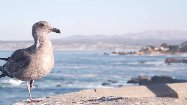 Seagull bird, beachfront boardwalk, ocean sea water waves Monterey, California.