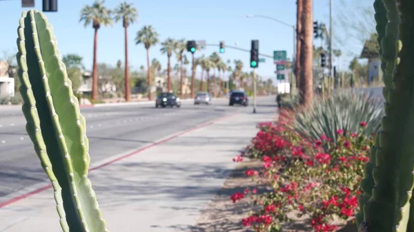 Palmbomen, bloemen en cactus, Palm Springs straat, Californië road trip. Stockfoto