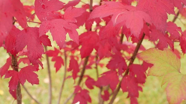 El arce rojo del otoño deja la rama del árbol. Hoja viva de otoño en bosque o bosque. — Foto de Stock
