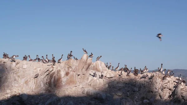 Schwarm brauner Pelikane auf Felsen, blauer Himmel, Point Lobos Wildtiere, kalifornische Vögel — Stockfoto