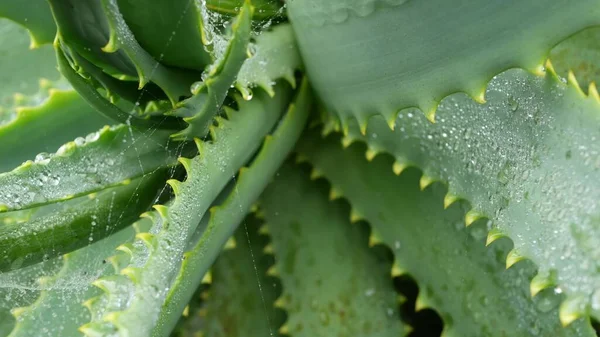 Aloes, krople wody deszczowej rosy, świeże wilgotne liście roślin, pajęczyna lub sieć. — Zdjęcie stockowe