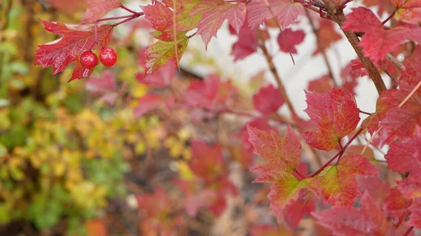 Hojas de rosa guelder rojo otoño, hoja de otoño de baya viburnum salvaje en bosque lluvioso. — Foto de Stock